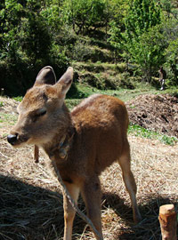 barking deer